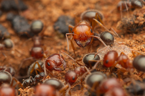 Melophorus bruneusMelophorus bruneus