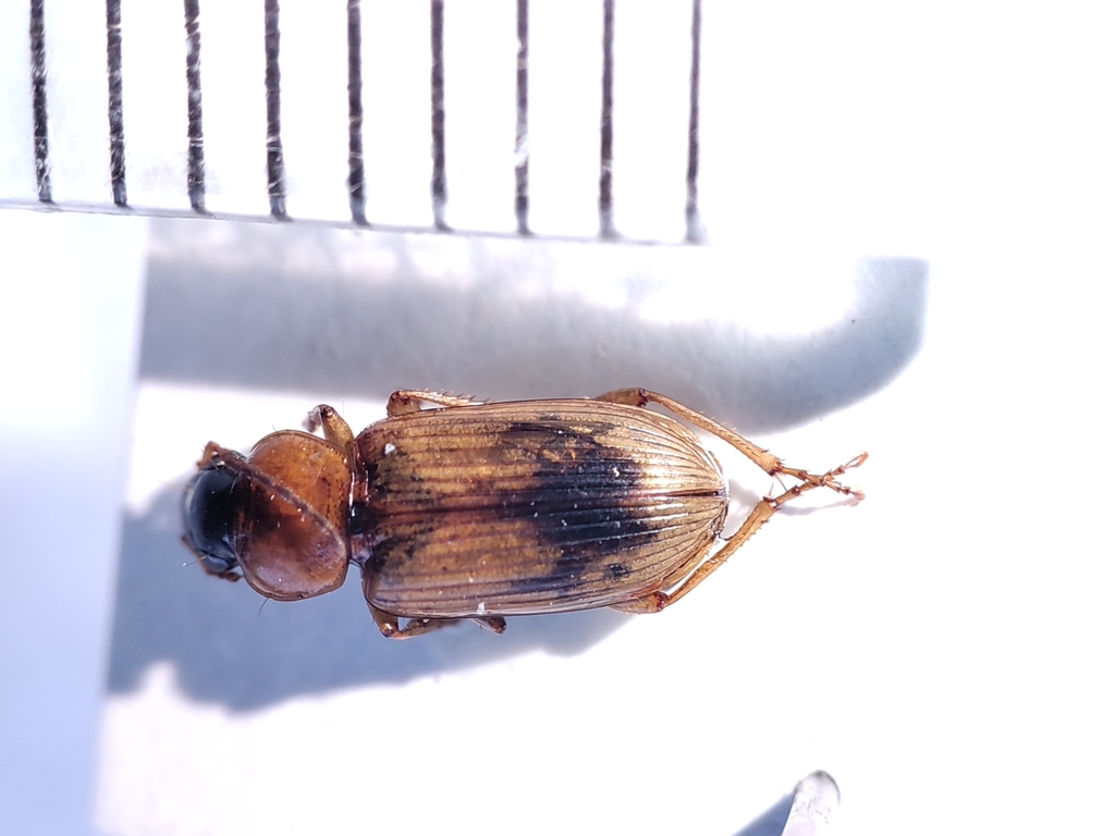 Stenolophus discophorus