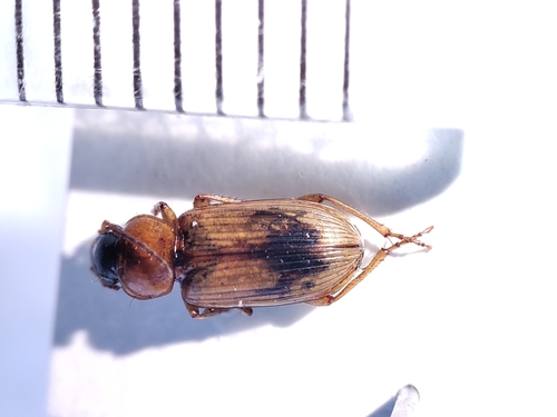 Stenolophus discophorus