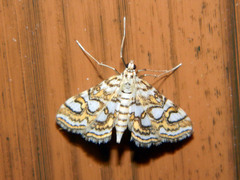 Elophila ekthlipsis