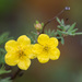 Shrubby Cinquefoil - Photo (c) Rich Kostecke, some rights reserved (CC BY-NC), uploaded by Rich Kostecke