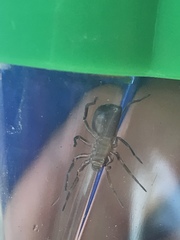 Araneae
