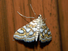 Elophila ekthlipsis
