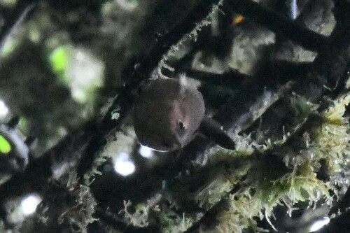 Ochraceous Wren (Troglodytes ochraceus), photo 8
