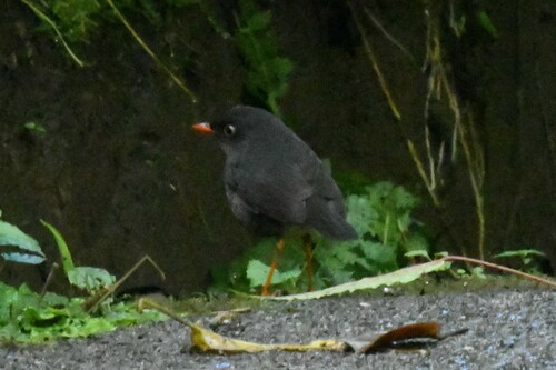 Slaty-backed Nightingale-Thrush (Catharus fuscater), photo 9