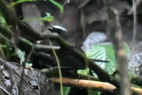 Silvery-fronted Tapaculo (Scytalopus argentifrons), photo 7