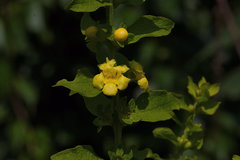 Dasistoma macrophylla