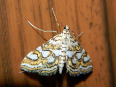Elophila ekthlipsis