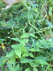 Veronica urticifolia