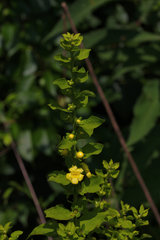 Dasistoma macrophylla