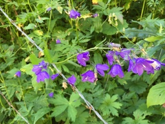 Campanula rhomboidalis
