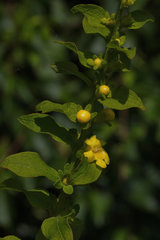 Dasistoma macrophylla