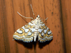 Elophila ekthlipsis