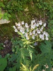 Achillea macrophylla