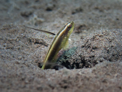 Lachner's Shrimpgoby photo 2