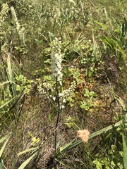 Stenanthium leimanthoides