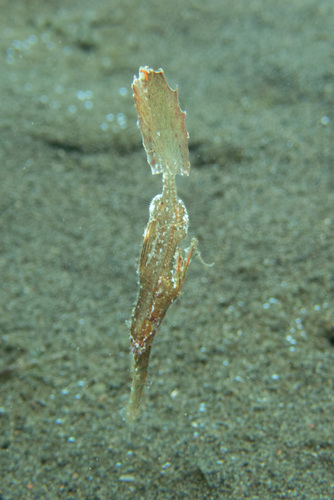 Robust Ghostpipefish — seen at this dive site
