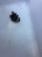 Bombus californicus