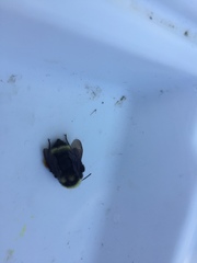 Bombus californicus