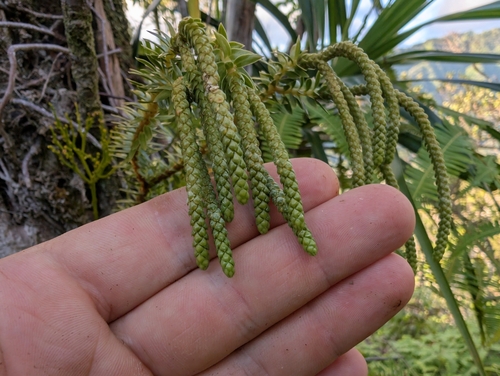 Image of Phlegmariurus phyllanthus by (c) Damien Wallace, some rights reserved (CC BY)