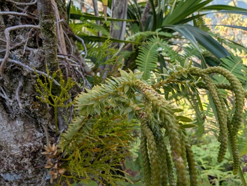 Image of Phlegmariurus phyllanthus by (c) Damien Wallace, some rights reserved (CC BY)