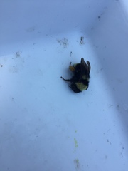 Bombus californicus