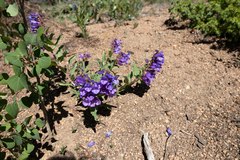 Penstemon glaber alpinus