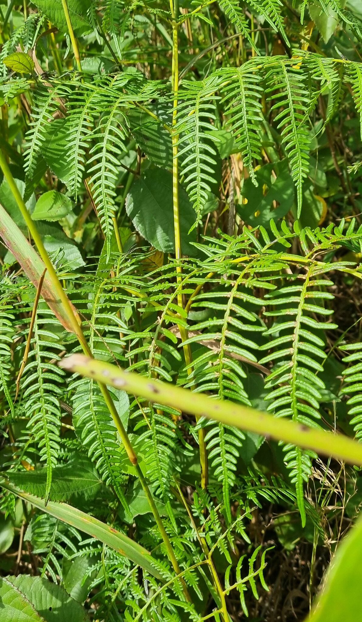 Pteridium rostratum (Pteridium rostratum)