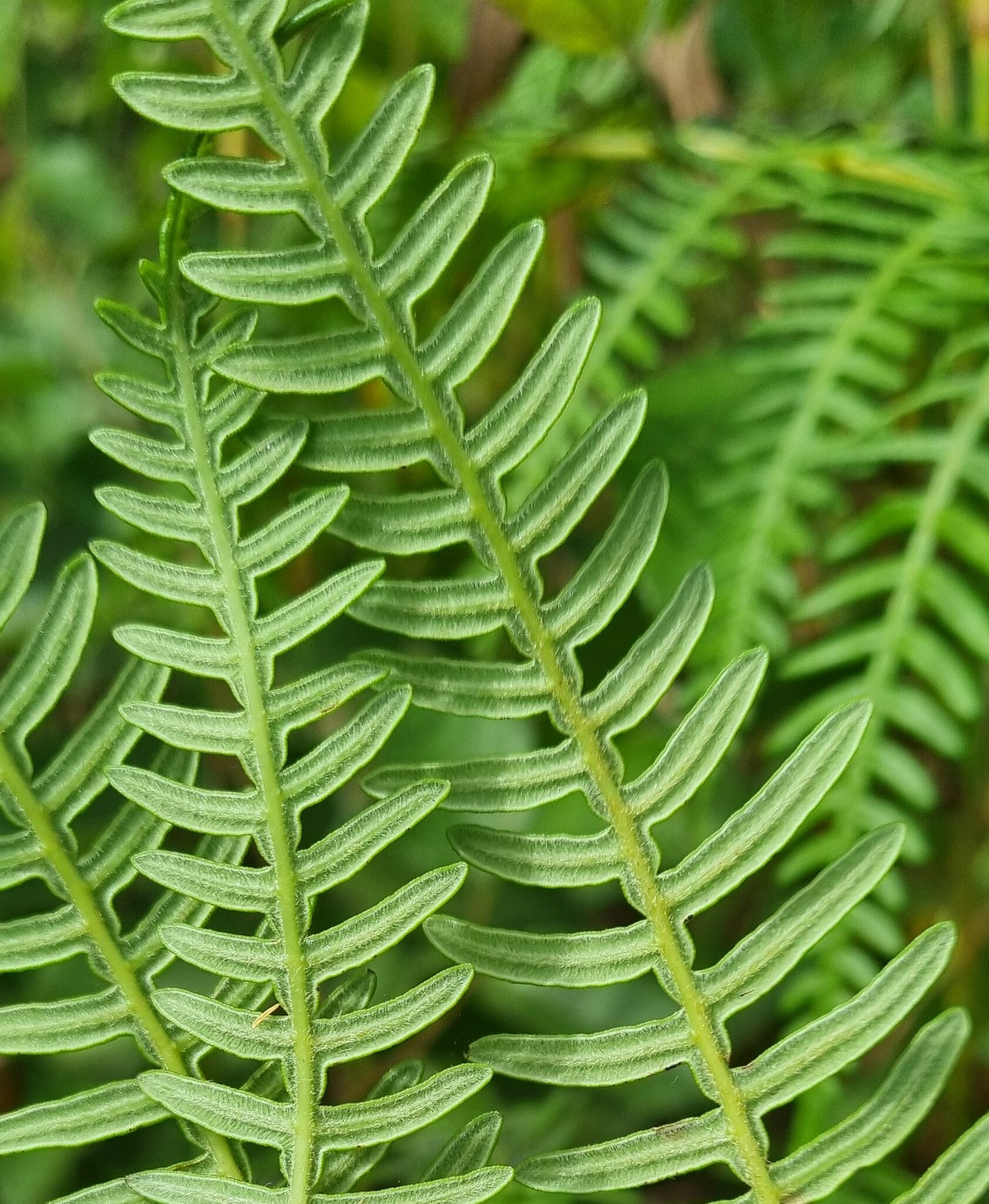 Pteridium rostratum — ảnh 2
