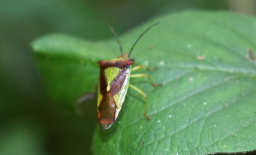 Acanthosoma haemorrhoidale