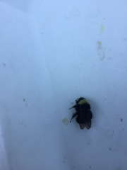 Bombus californicus