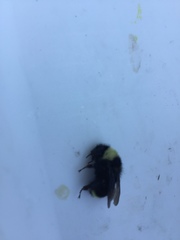 Bombus californicus