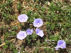 Convolvulus sabatius