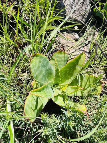 Letty's Spotted Aloe (Aloe lettyae)