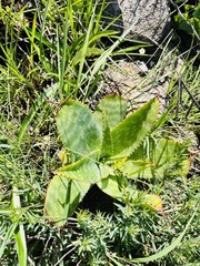 Aloe lettyae (Aloe lettyae)