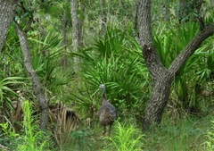 Meleagris gallopavo osceola