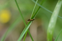 Micropterix aruncella