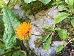 Crepis aurea