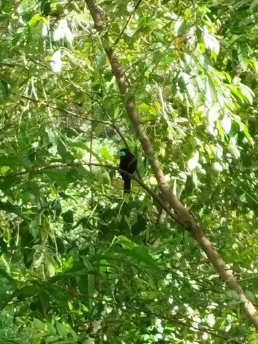 Black-and-red Broadbill