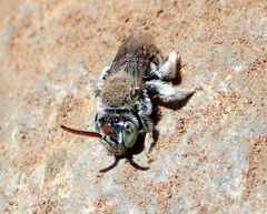 Anthophorula torticornis