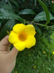Allamanda