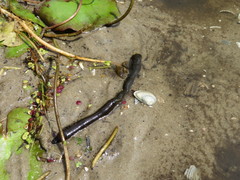 Haemopis sanguisuga