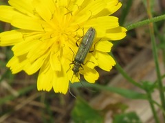 Oedemera lurida