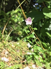Veronica fruticulosa