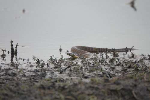 Tiger Snake sighting