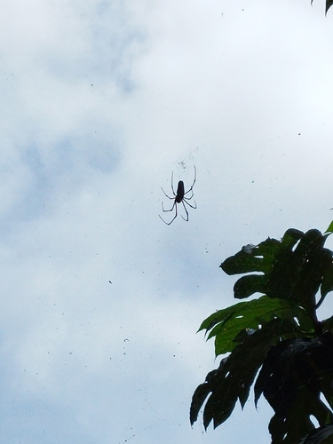 Giant Golden Orbweaver