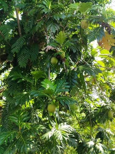 Breadfruit