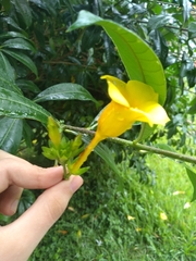Allamanda