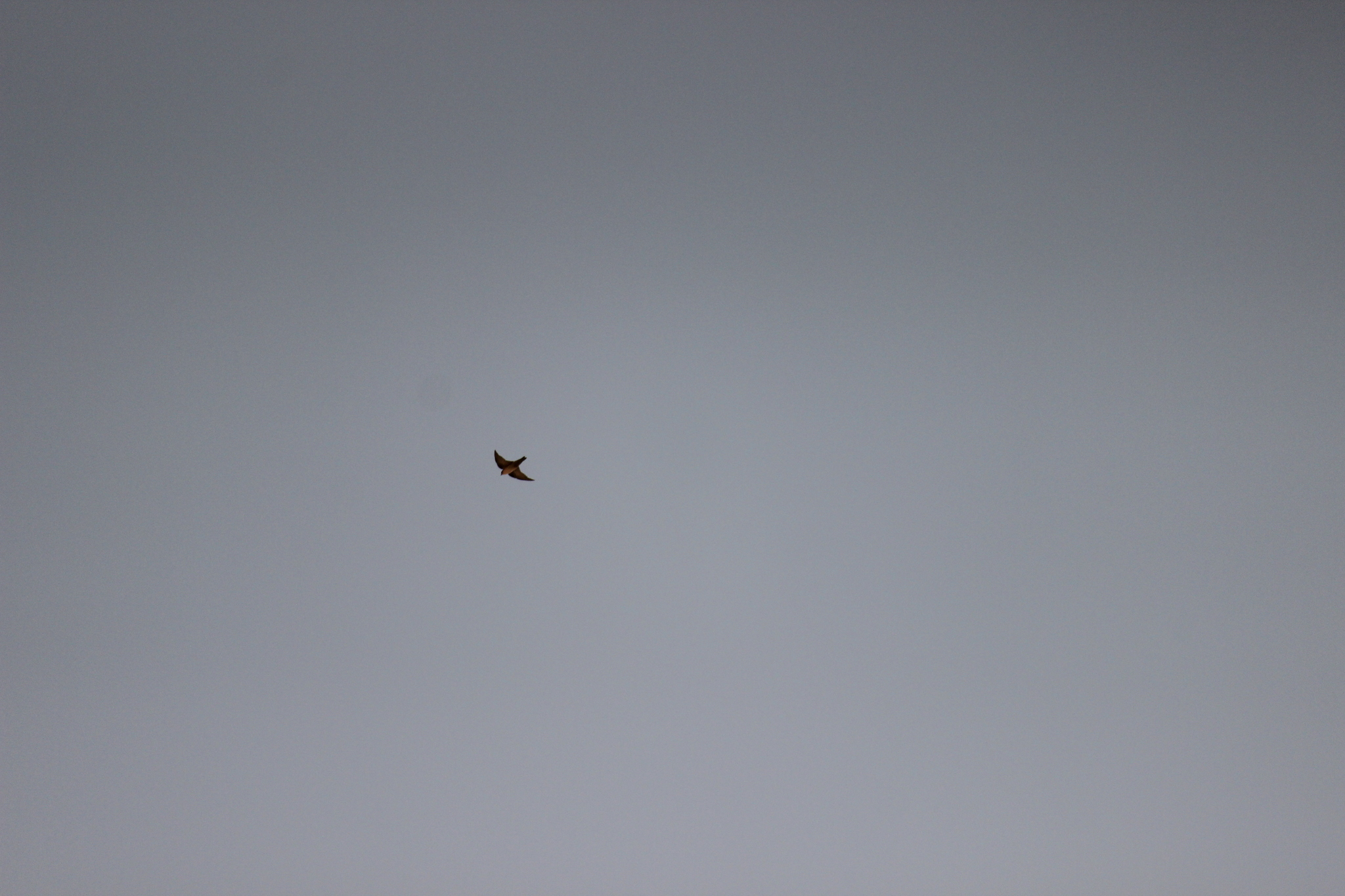 Pale Crag Martin