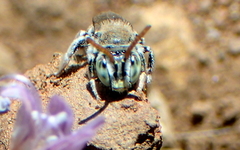 Anthophorula torticornis